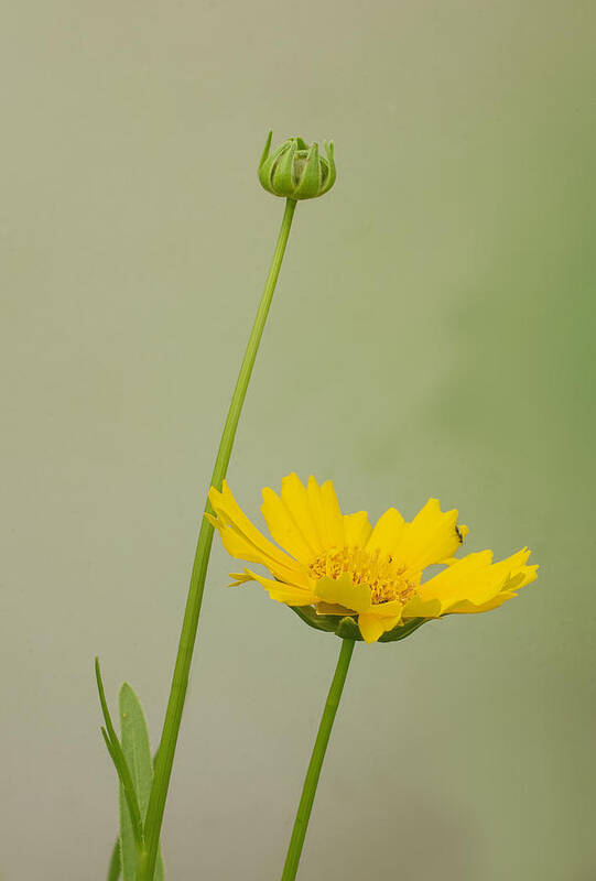 Coreopsis Art Print featuring the photograph Lance-leaf Coreopsis by Jim Zablotny