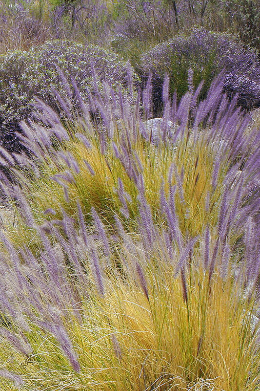 Grass Art Print featuring the photograph Landscape With Purple Grasses by Ben and Raisa Gertsberg