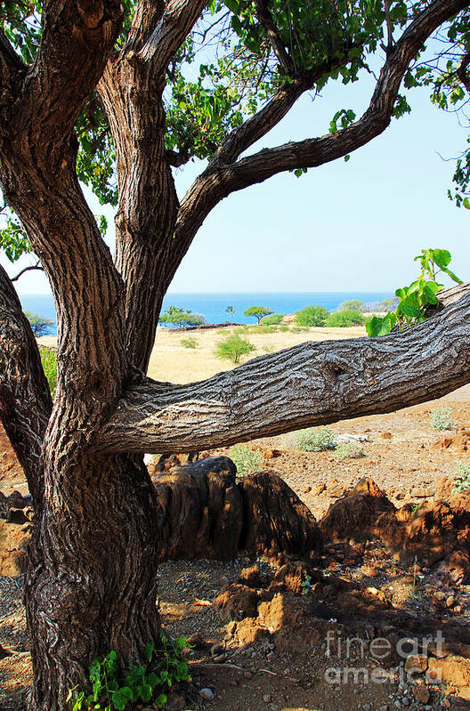 Lapakahi View Art Print featuring the photograph Lapakahi View by Jennifer Robin