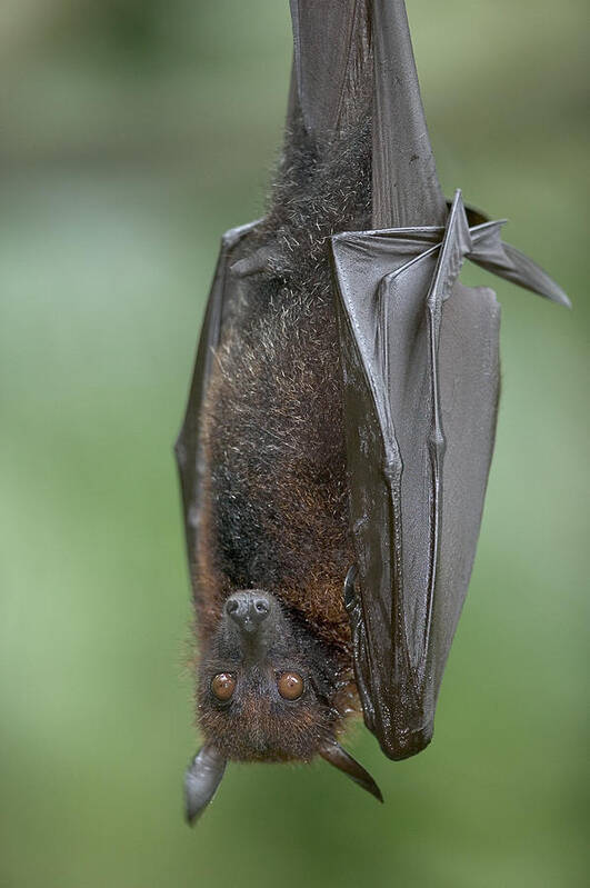 Mp Art Print featuring the photograph Large Flying Fox Pteropus Vampyrus by Cyril Ruoso