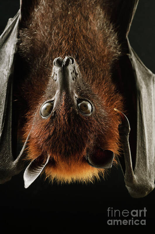00451002 Art Print featuring the photograph Large Flying Fox Roosting by Chien Lee