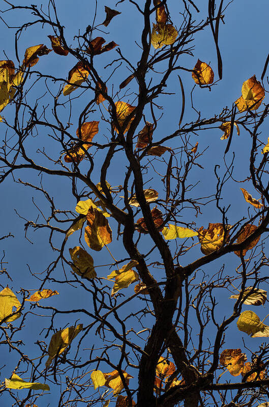 Color Art Print featuring the photograph Last Leaves of Autumn by David Gordon