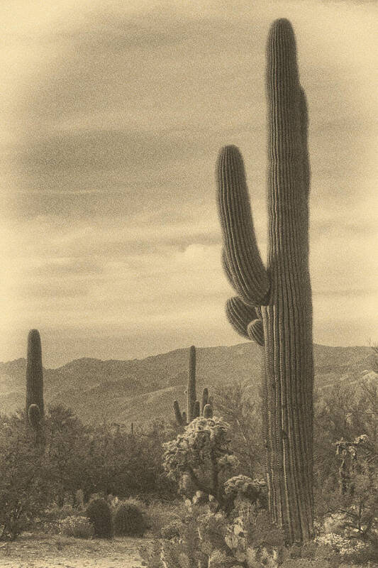 Saguaro Cacti Art Print featuring the photograph Late Light on Saguaro ant by Theo O'Connor