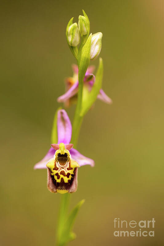 Late Art Print featuring the photograph late spider-orchid Ophrys fuciflora by Alon Meir