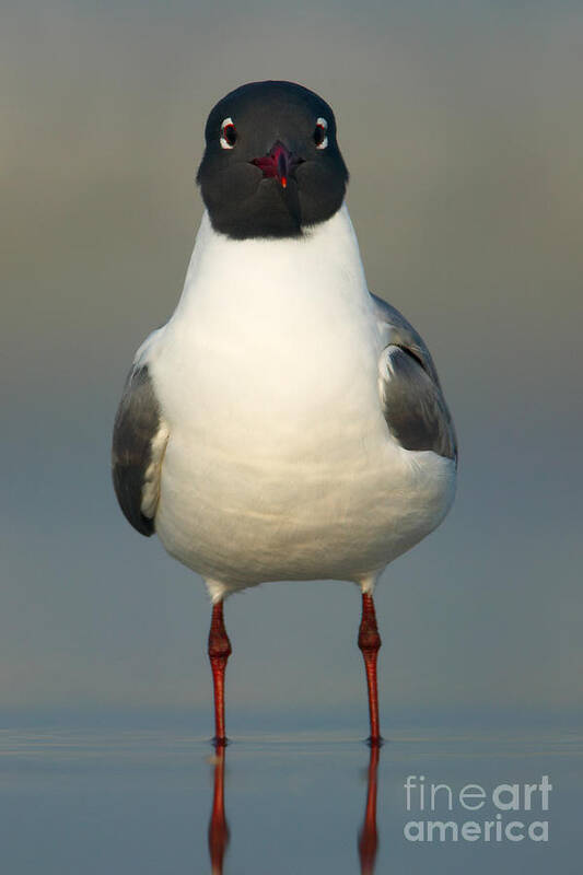 Clarence Holmes Art Print featuring the photograph Laughing Gull by Clarence Holmes