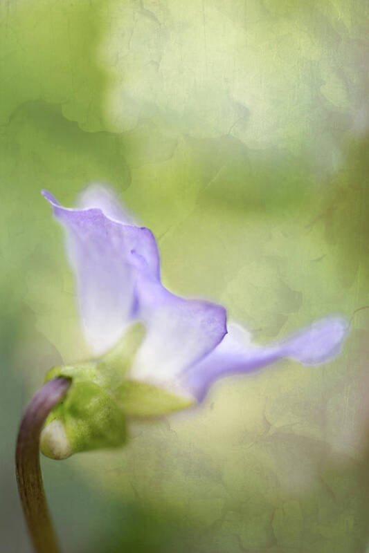Bloom Art Print featuring the photograph Lavender by Robert FERD Frank