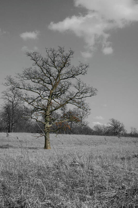 Tree Art Print featuring the photograph Leanings by Dylan Punke
