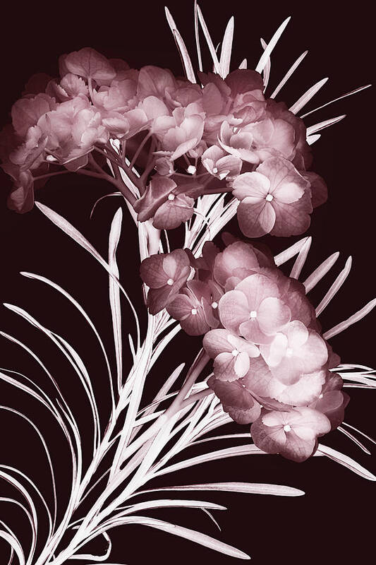 Flowers Art Print featuring the photograph Leaves and Petals I by Leda Robertson
