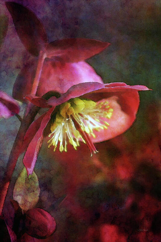 Impression Art Print featuring the photograph Lenten Rose Bowing to the Sun 8712 IDP_2 by Steven Ward