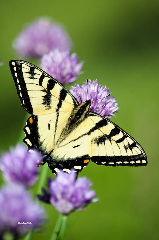 Butterfly Art Print featuring the photograph Beautiful Swallowtail Butterfly On Flowers by Christina Rollo