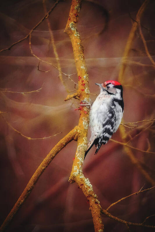 Lesser Spotted Woodpecker Art Print featuring the photograph Lesser Spotted Woodpecker - Dryobates minor by Marc Braner