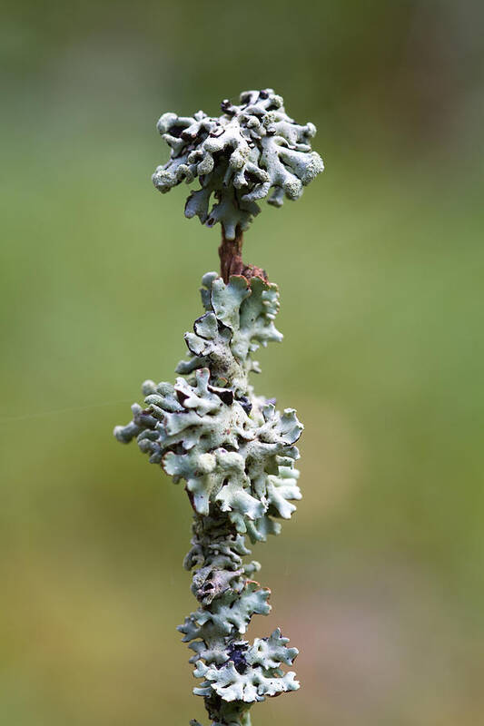 Lichen Art Print featuring the photograph Lichens by Chris Smith