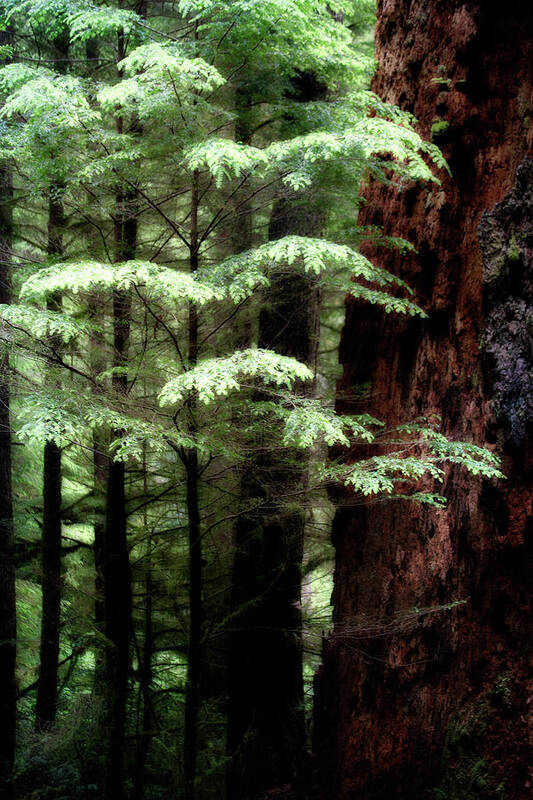 Trees Art Print featuring the photograph Light on Trees by David Chasey