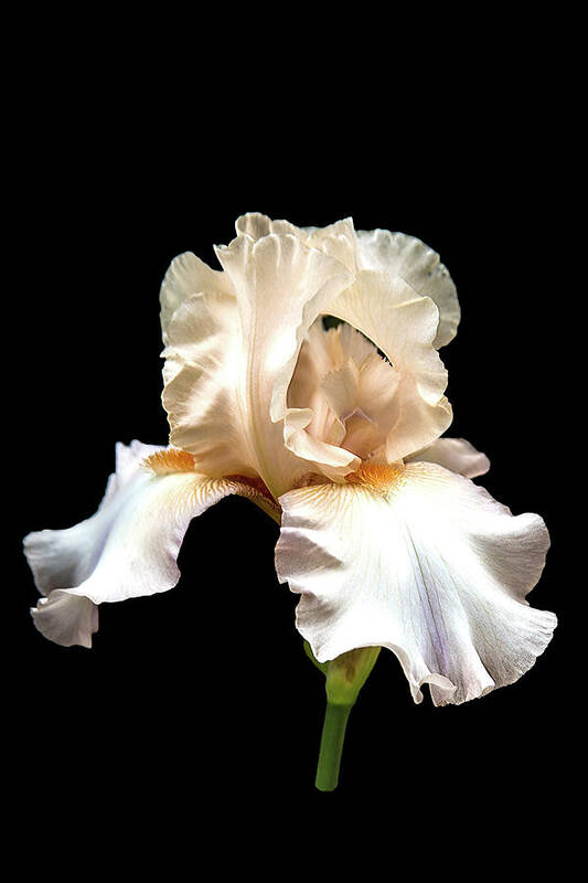 Flower Art Print featuring the photograph Light Pink Iris by Mike Stephens