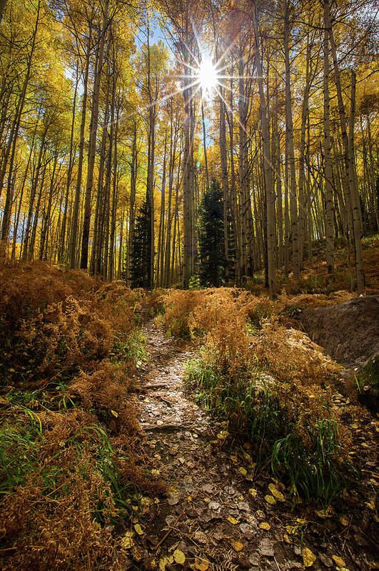 Aspen Art Print featuring the photograph Lighted Path by Ryan Smith