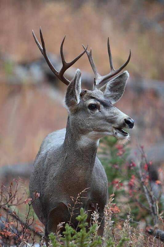 Quadruped Art Print featuring the photograph Lil' Fourpoint by David Andersen