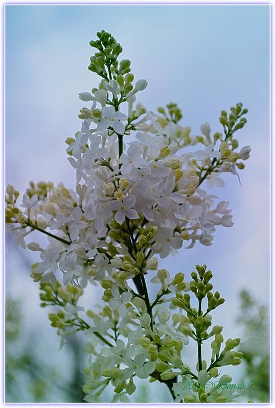 Lilac Art Print featuring the photograph Lilac Flowers by Sonali Gangane