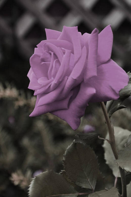 Roses Art Print featuring the photograph Lilac Rose by Vijay Sharon Govender