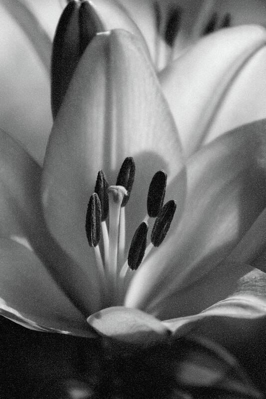 Lily Art Print featuring the photograph Lily - American Cheerleader 37 - BW - Water Paper by Pamela Critchlow