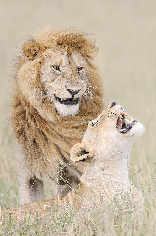 Wildlife Art Print featuring the photograph Lion Lover by Muriel Vekemans