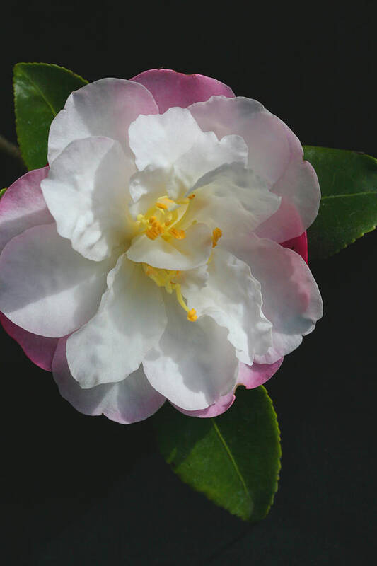 Little Pearl Camellia Art Print featuring the photograph Little Pearl Camellia by Tammy Pool