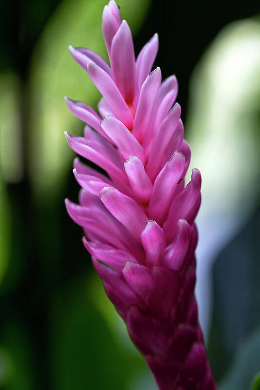 Granger Photography Art Print featuring the photograph Lone Pink Ginger by Brad Granger