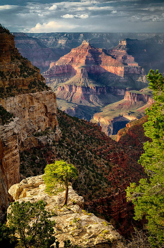 Arizona Art Print featuring the photograph Lonely Tree at Grand Canyon by Levin Rodriguez