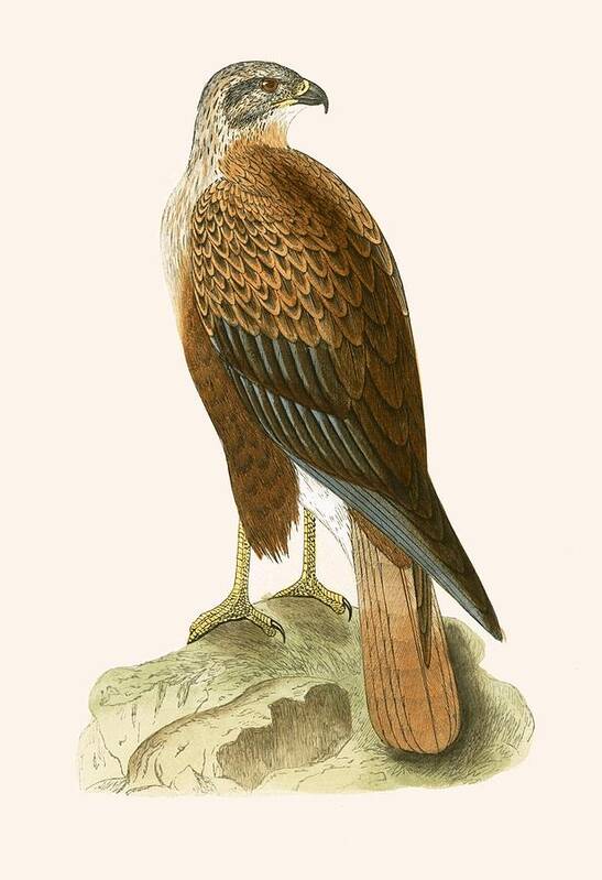 Long Legged Buzzard Art Print featuring the painting Long Legged Buzzard by English School