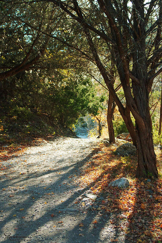 Nature Art Print featuring the photograph Lost Maples State Park Path 4 by Karen Musick