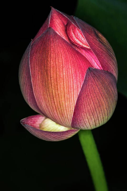 Jay Stockhaus Art Print featuring the photograph Lotus by Jay Stockhaus