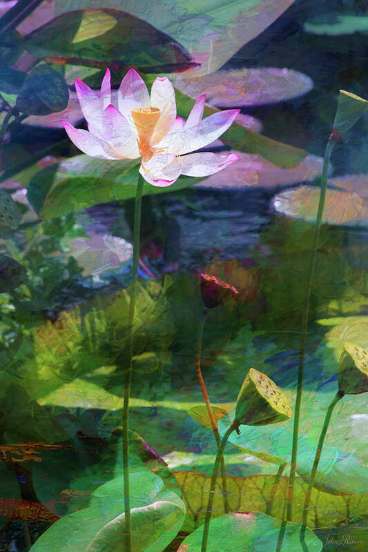 Lotus Art Print featuring the photograph Lotus by John Rivera