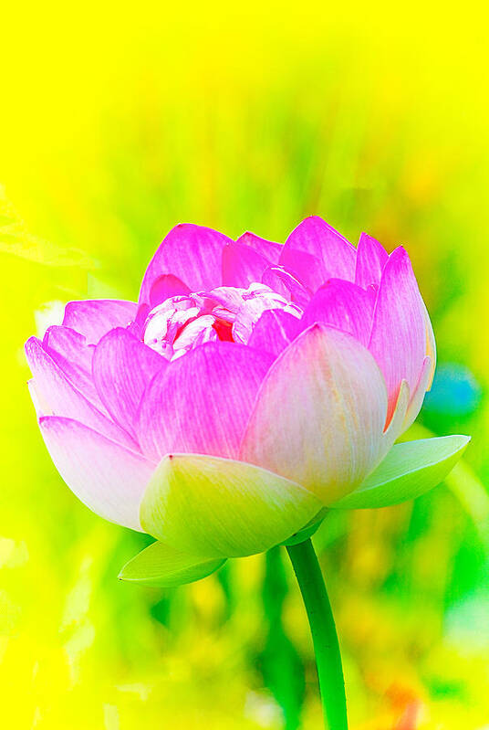 Lotus Flowers Art Print featuring the photograph Lotus by Michael Hubley