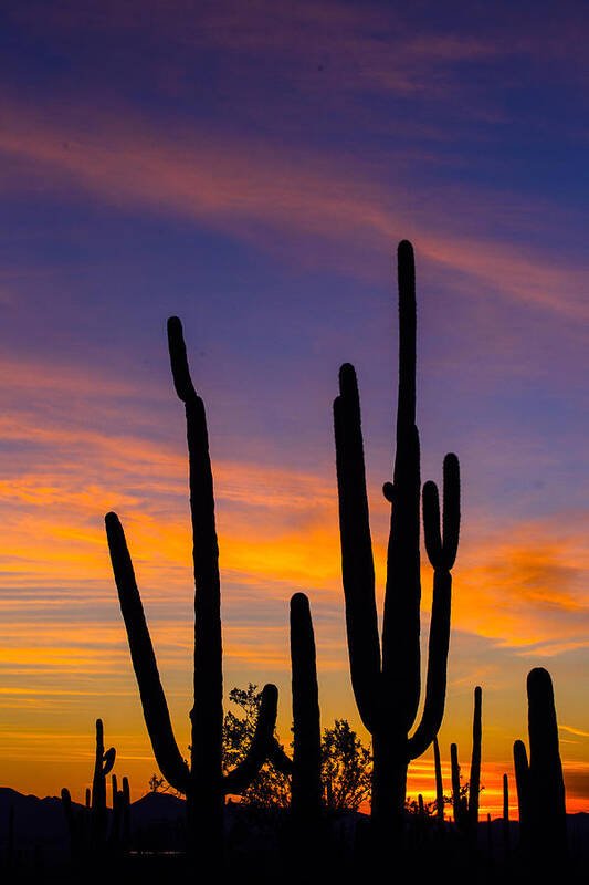 Sunset Art Print featuring the photograph Lovely Arizona by Matt Cohen