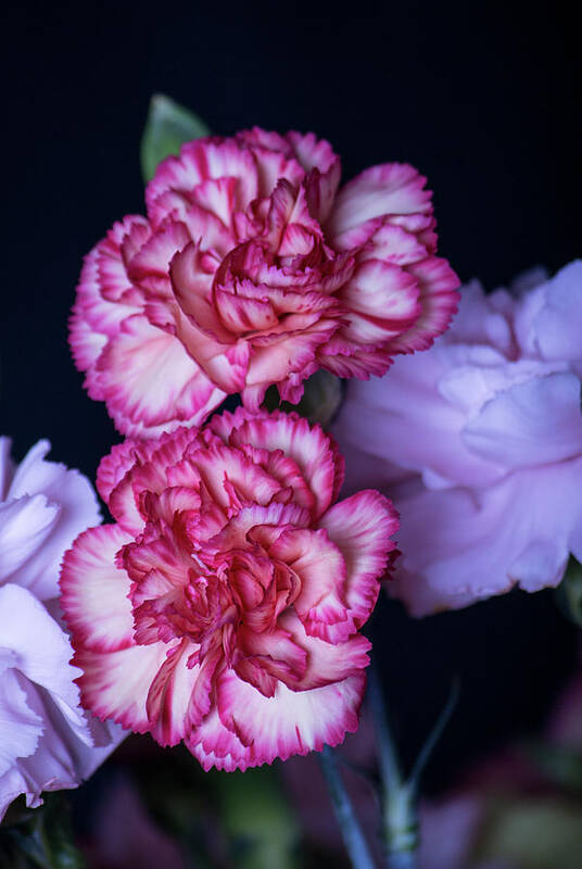 Love Art Print featuring the photograph Lovely Carnation Flowers by Ester McGuire