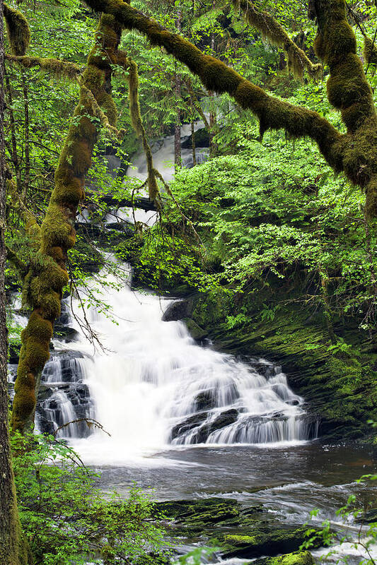 Lunch Creek Art Print featuring the photograph Lower Lunch Creek Falls by Paul Riedinger