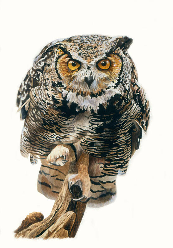 Great Horned Owl Art Print featuring the painting Lunchtime - Great Horned Owl by Bob Nolin