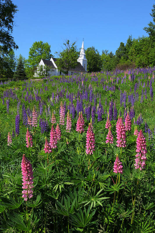 Lupins Art Print featuring the photograph Lupin Church by Larry Landolfi