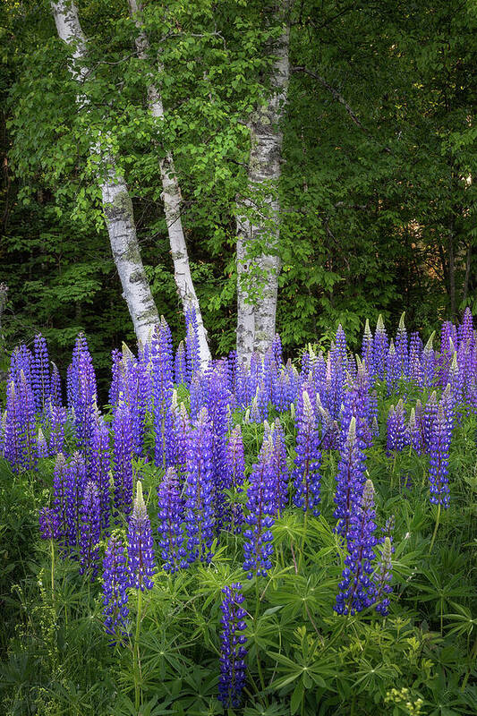 Sugar Hill Art Print featuring the photograph Lupine and Birch Tree by Bill Wakeley