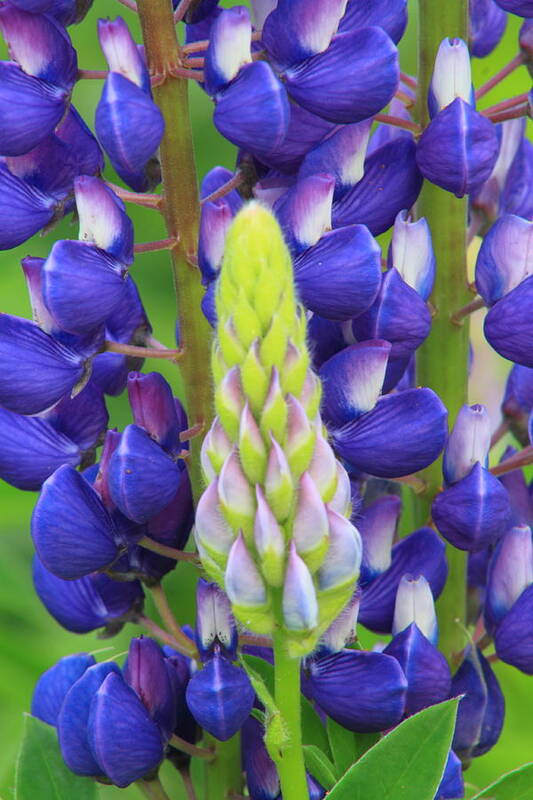 Wildflower Art Print featuring the photograph Lupine Flower and Shoot by John Burk