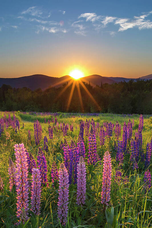 Lupine Art Print featuring the photograph Lupine Sunrise Sugar Hill by White Mountain Images