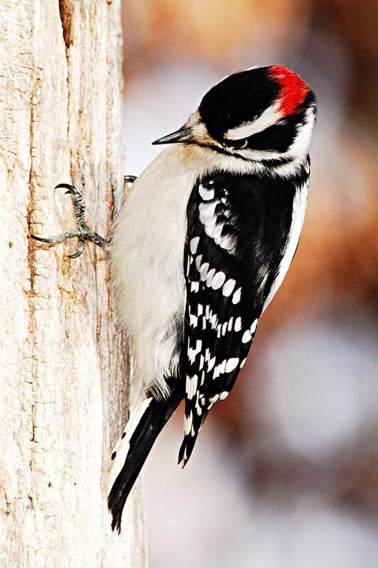 Photography Art Print featuring the photograph Male Downy Woodpecker 3 by Larry Ricker