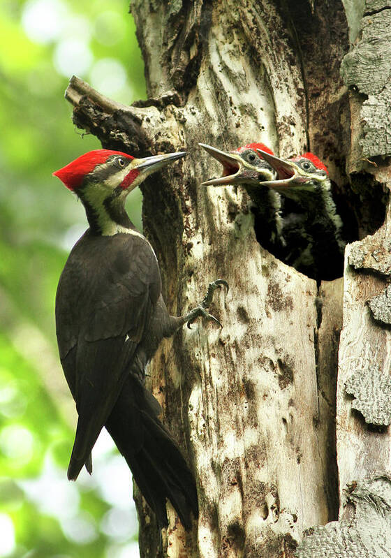 Hungry Art Print featuring the photograph Male Pileated Woodpecker at nest by Mircea Costina Photography