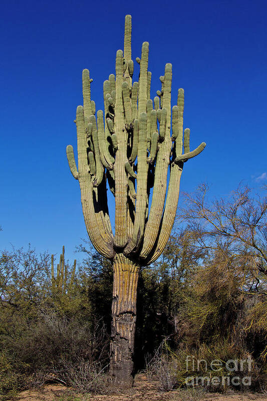 Arizona Art Print featuring the photograph Many Arms by Kathy McClure