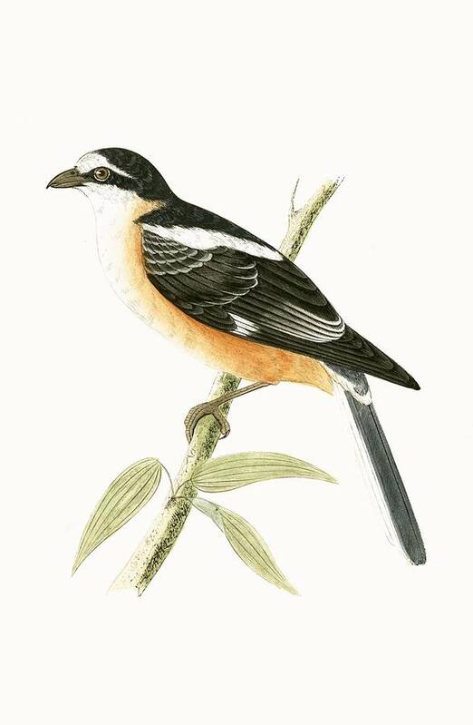 Bird Art Print featuring the painting Masked Shrike by English School