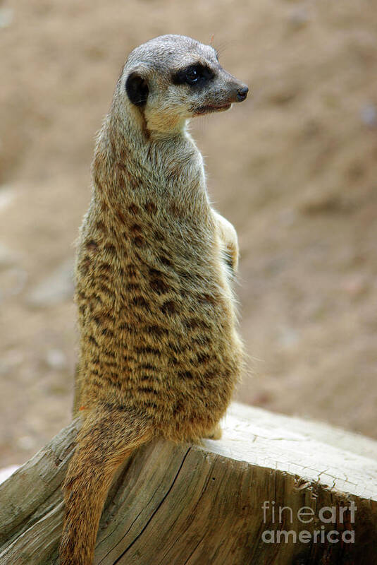 Adapted Art Print featuring the photograph Meerkat Portrait by Carlos Caetano