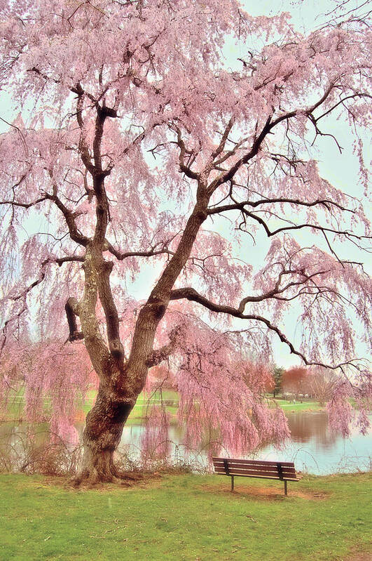 Cherry Blossom Trees Art Print featuring the photograph Meet Me Under The Pink Blooms Beside The Pond - Holmdel Park by Angie Tirado