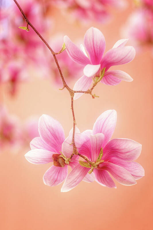 Flowers Art Print featuring the photograph Melodies Of Spring by Philippe Sainte-Laudy