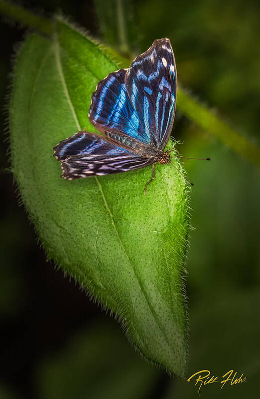 Animals Art Print featuring the photograph Mexican Blue Butterfly by Rikk Flohr