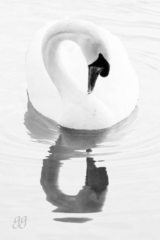 Swan Art Print featuring the photograph Mirror, Mirror by Geri Glavis