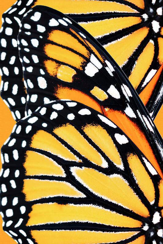 Monarch Butterfly Art Print featuring the mixed media Monarch Butterfly Abstract Pattern by Christina Rollo